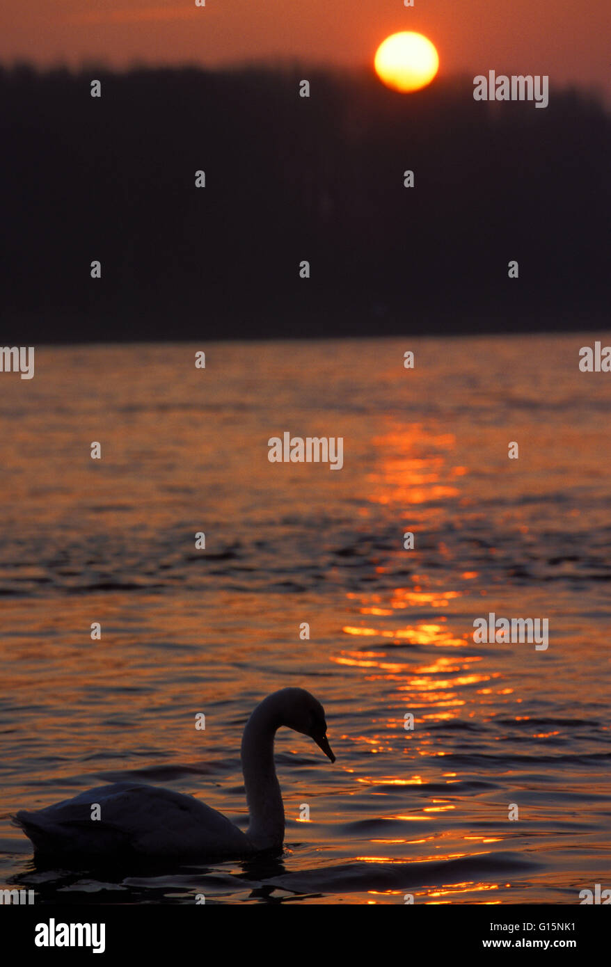 DEU, Germany, mute swan (lat. Cygnus olor)  DEU, Deutschland, Hoeckerschwan (lat. Cygnus olor) Stock Photo