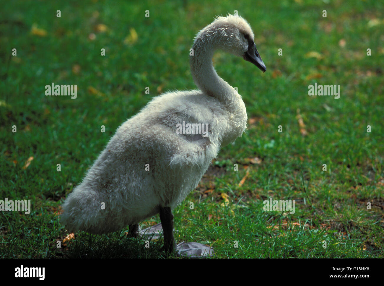 DEU, Germany, young mute swan (lat. Cygnus olor)  DEU, Deutschland, junger Hoeckerschwan (lat. Cygnus olor) Stock Photo