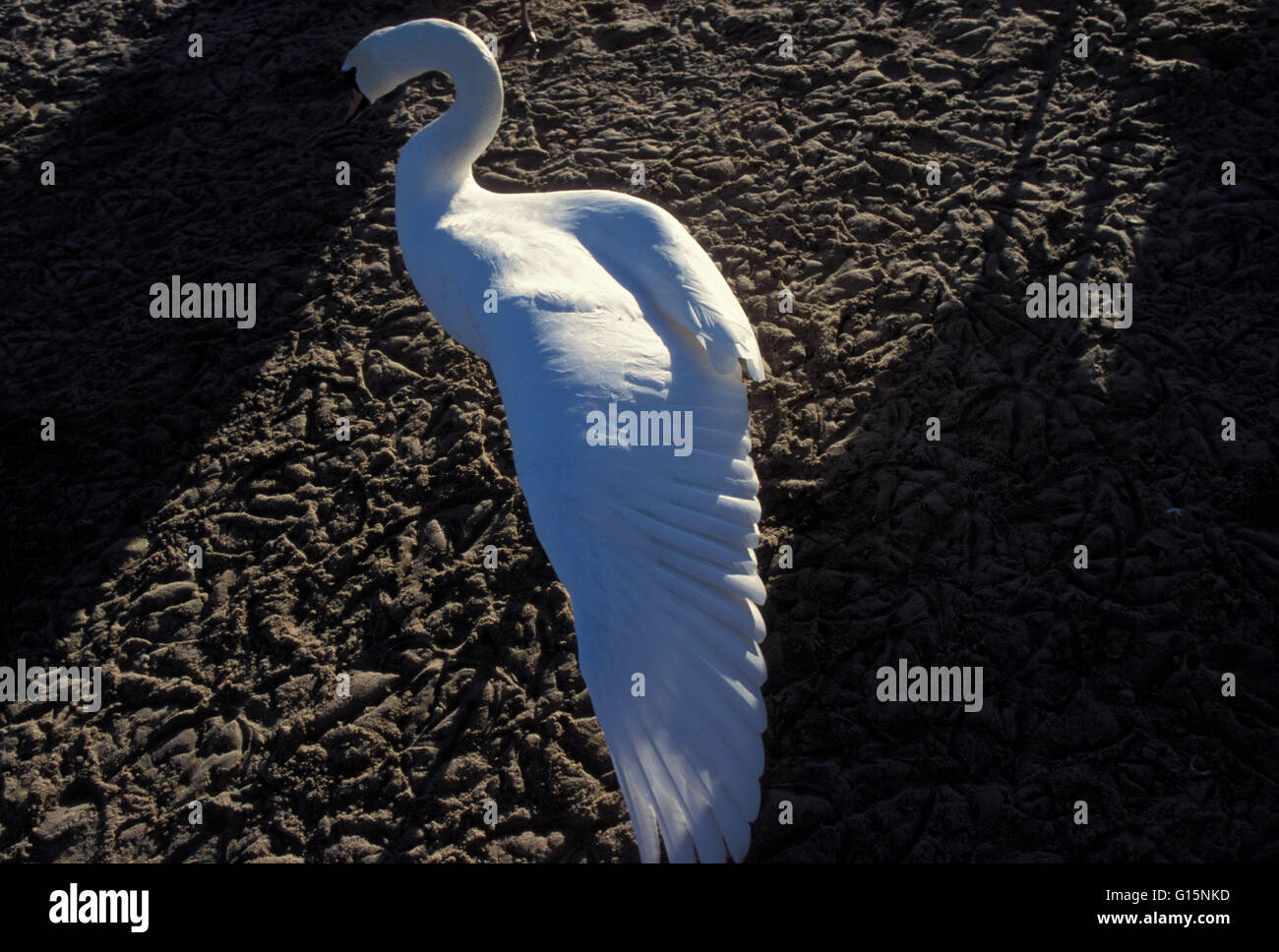 DEU, Germany, mute swan (lat. Cygnus olor)  DEU, Deutschland, Hoeckerschwan (lat. Cygnus olor) Stock Photo