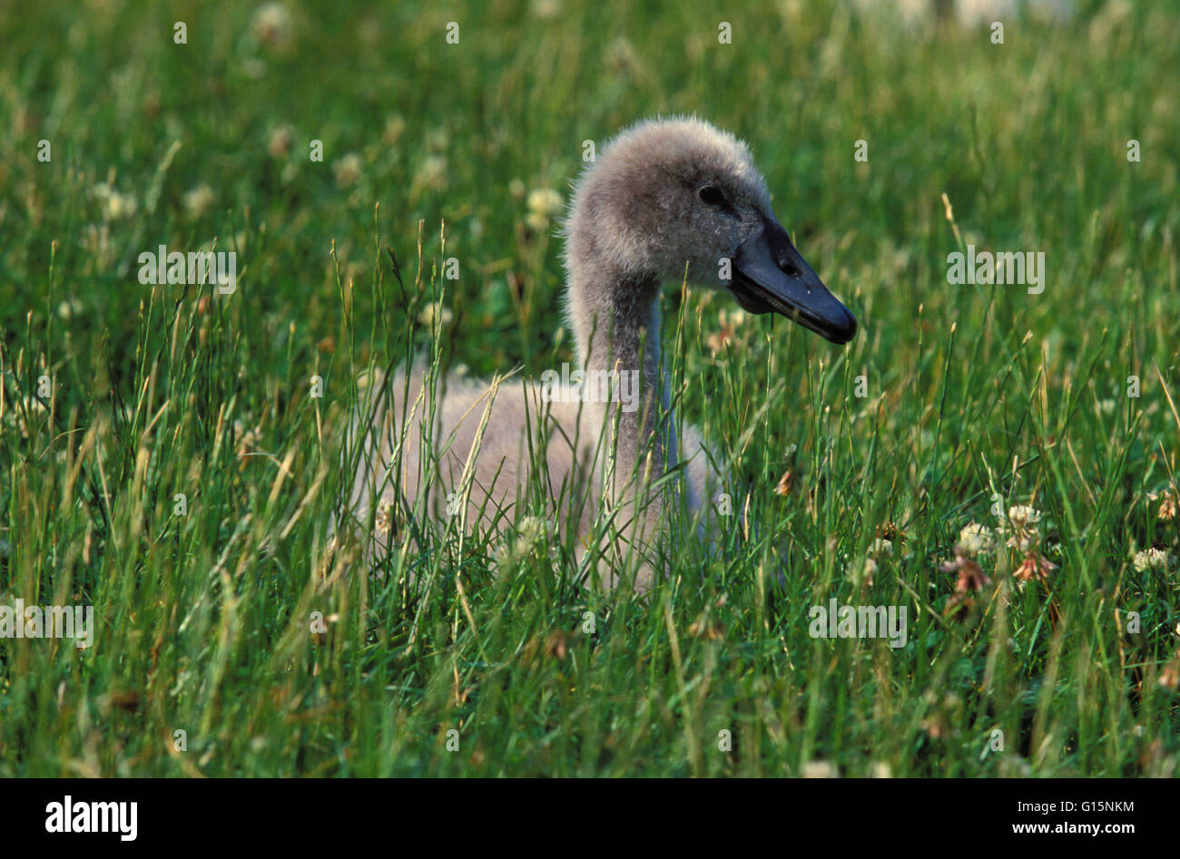 DEU, Germany, young mute swan (lat. Cygnus olor)  DEU, Deutschland, junger Hoeckerschwan (lat. Cygnus olor) Stock Photo