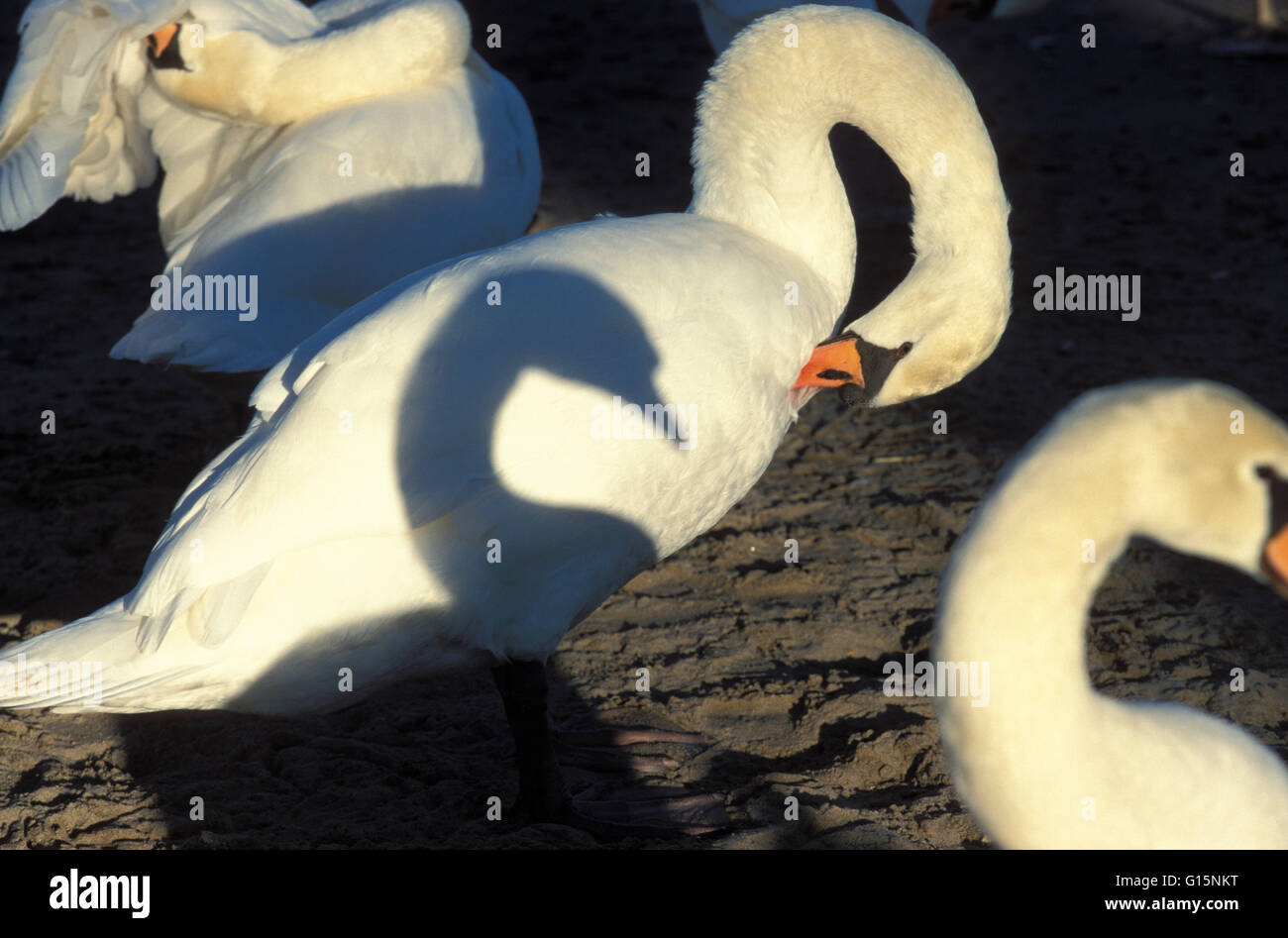 DEU, Germany, mute swans (lat. Cygnus olor)  DEU, Deutschland, Hoeckerschwaene (lat. Cygnus olor) Stock Photo