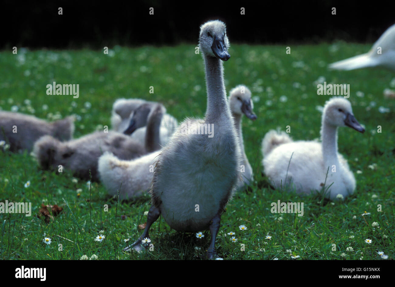 DEU, Germany, young mute swans (lat. Cygnus olor)  DEU, Deutschland, junge Hoeckerschwaene (lat. Cygnus olor) Stock Photo