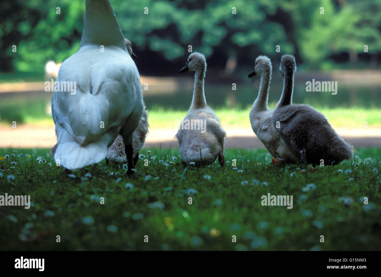 DEU, Germany, young mute swans (lat. Cygnus olor)  DEU, Deutschland, junge Hoeckerschwaene (lat. Cygnus olor) Stock Photo