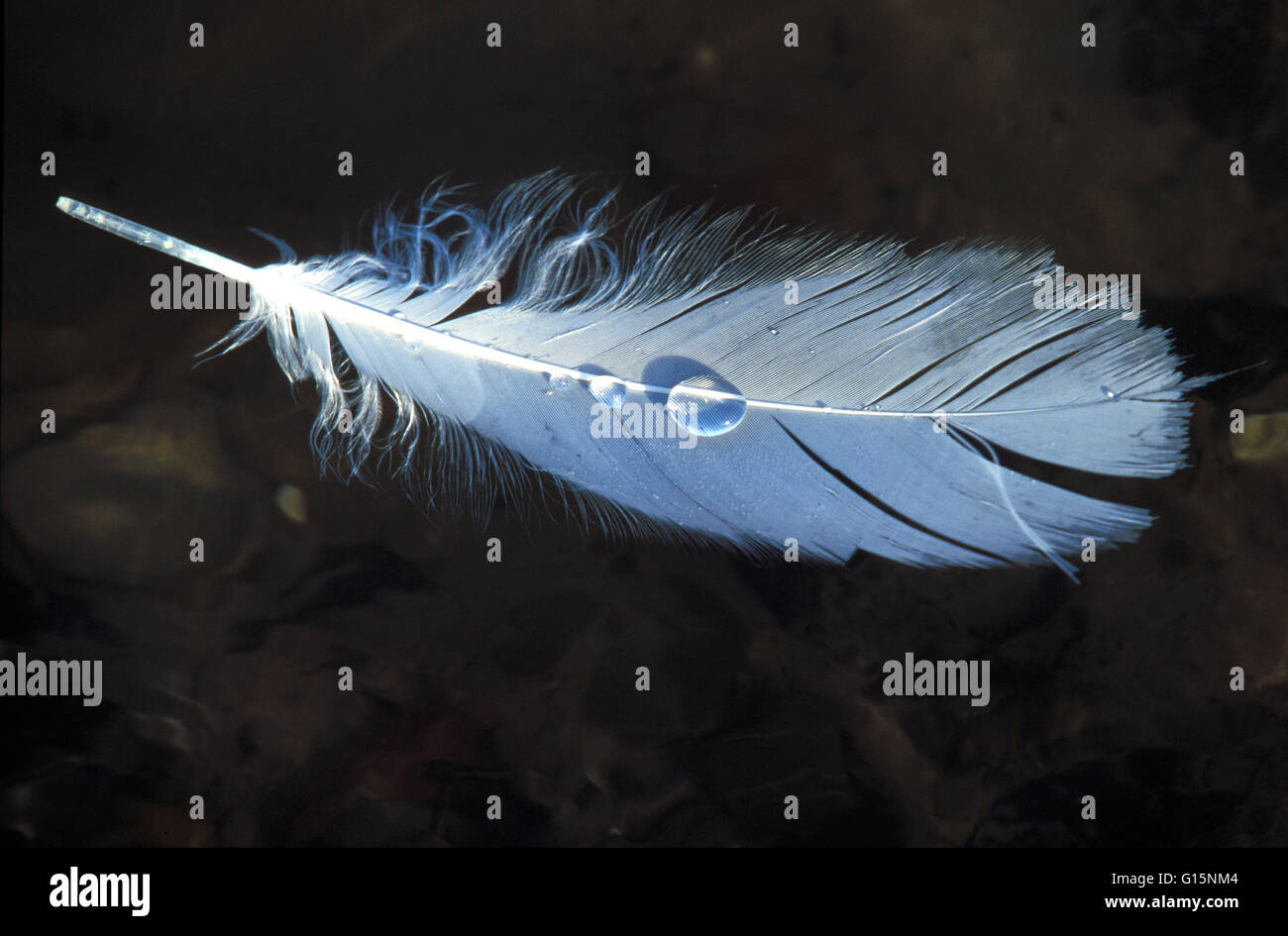 DEU, Germany, feather of a mute swan (lat. Cygnus olor)  DEU, Deutschland, Feder eines Hoeckerschwans (lat. Cygnus olor) Stock Photo