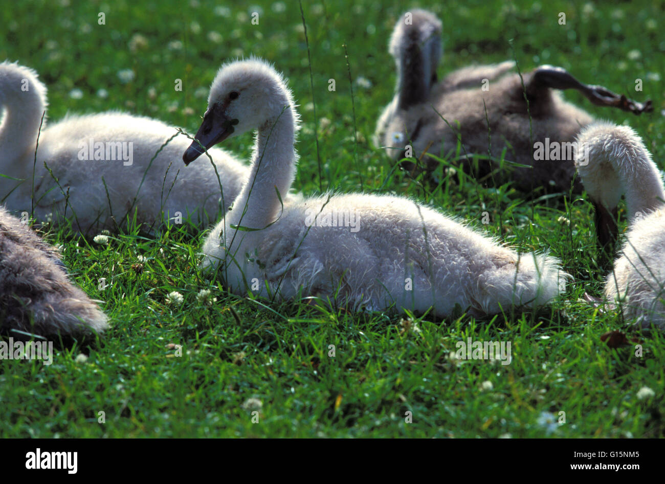 DEU, Germany, young mute swans (lat. Cygnus olor)  DEU, Deutschland, junge Hoeckerschwaene (lat. Cygnus olor) Stock Photo