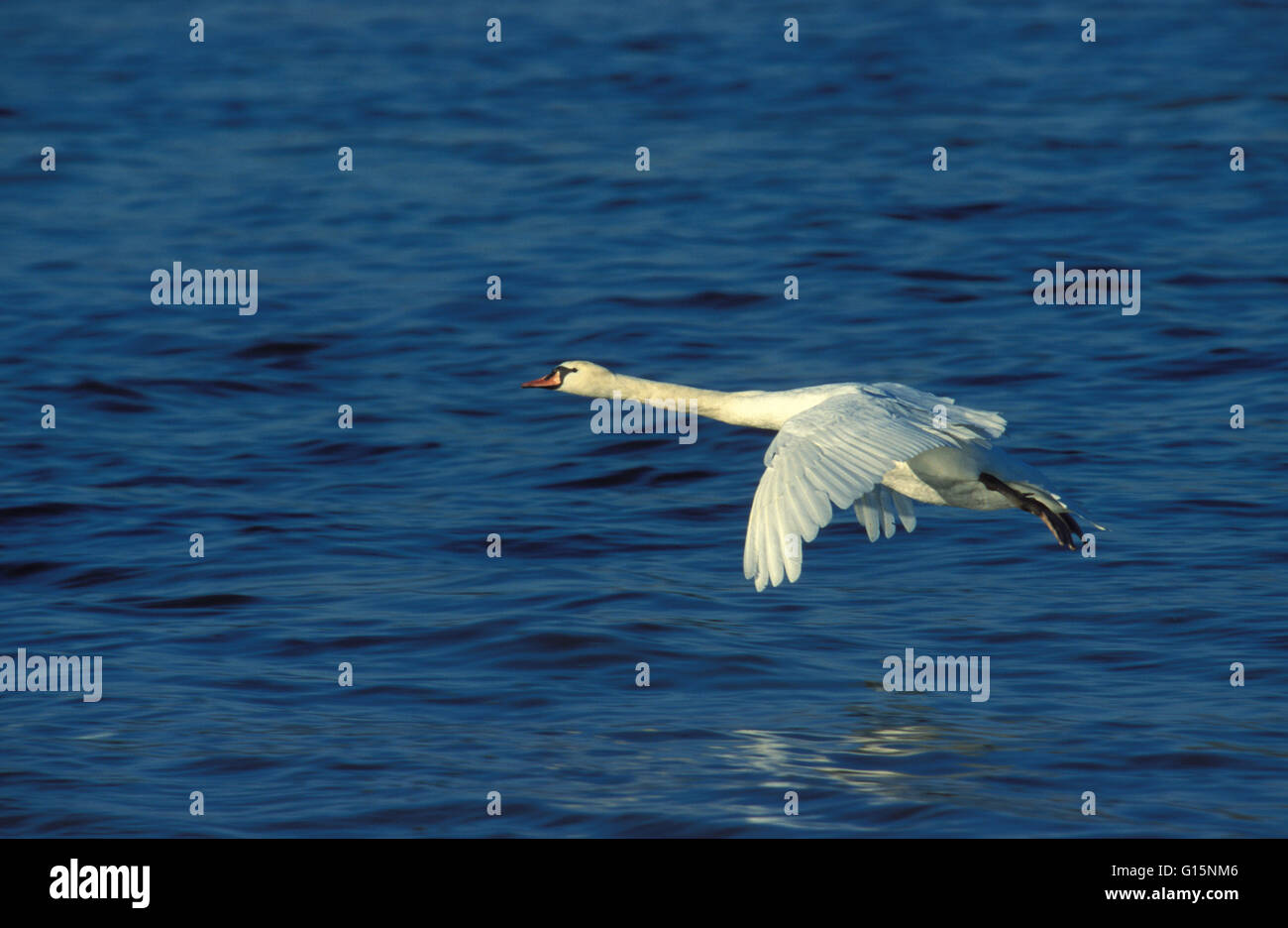 DEU, Germany, mute swan (lat. Cygnus olor)  DEU, Deutschland, Hoeckerschwan (lat. Cygnus olor) Stock Photo