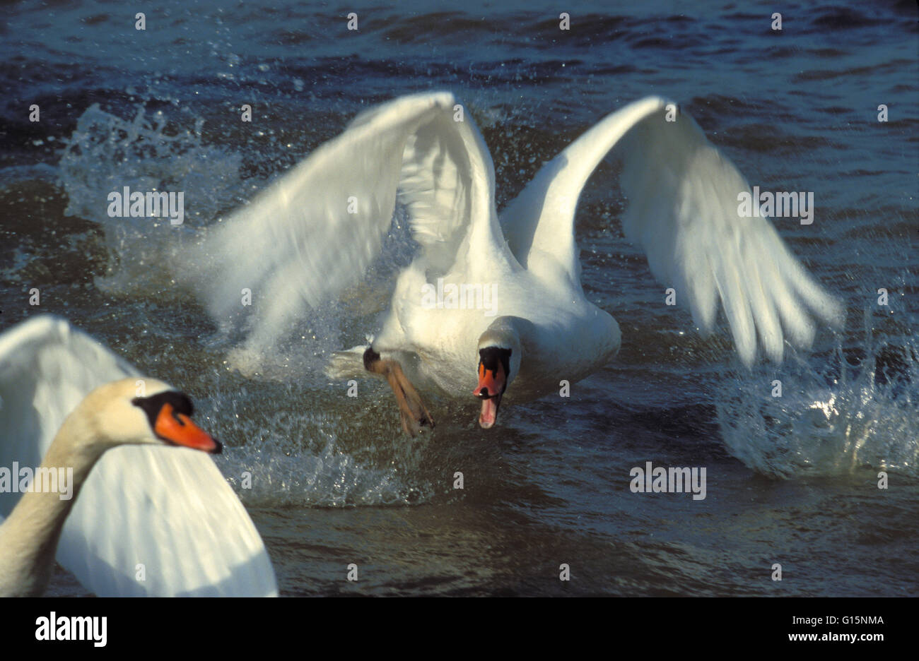 DEU, Germany, attack of a mute swan (lat. Cygnus olor) on a rival  DEU, Deutschland, Angriff eines Hoeckerschwans (lat. Cygnus o Stock Photo