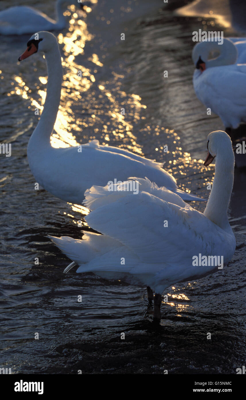 DEU, Germany, mute swans (lat. Cygnus olor)  DEU, Deutschland, Hoeckerschwaene (lat. Cygnus olor) Stock Photo