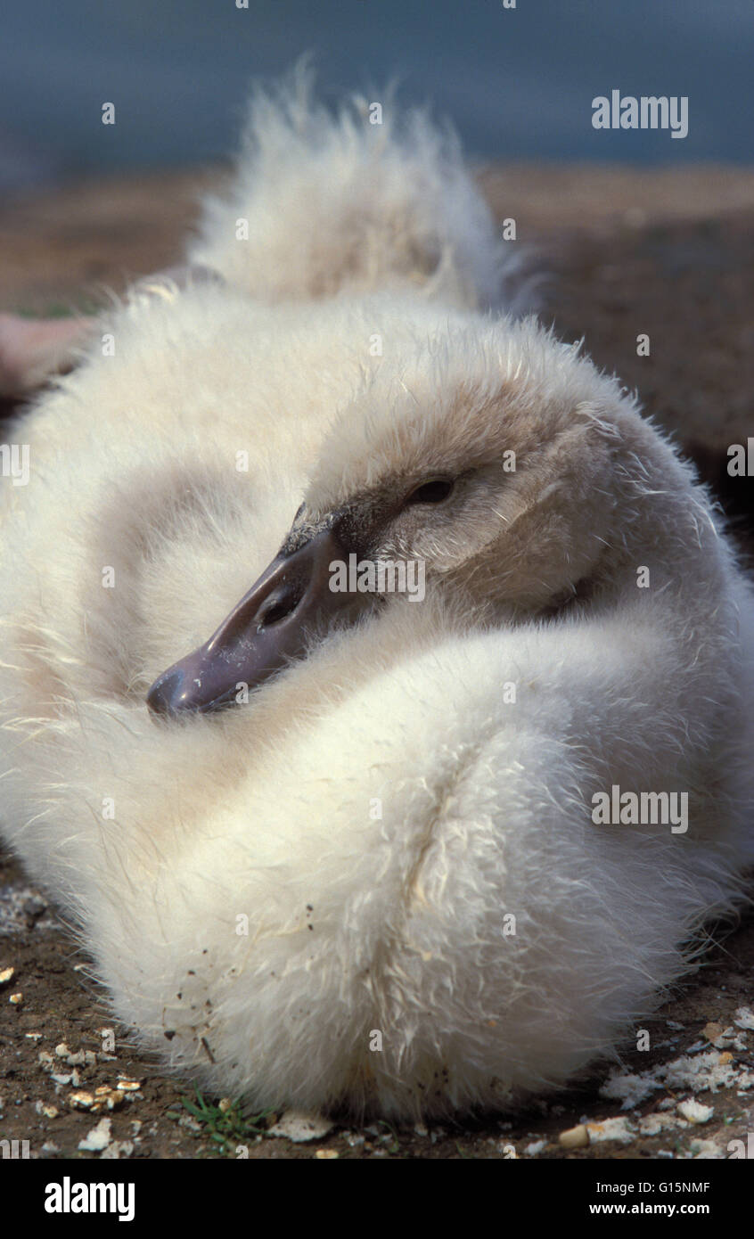 DEU, Germany, young mute swan (lat. Cygnus olor)  DEU, Deutschland, junger Hoeckerschwan (lat. Cygnus olor) Stock Photo