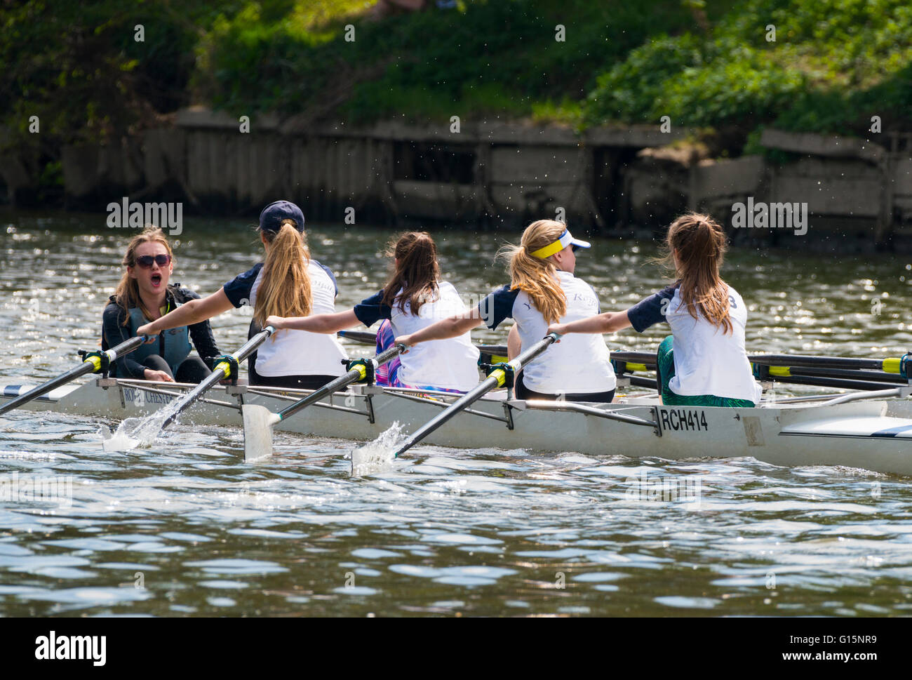 Rowers competing in Shrewsbury Regatta on the River Severn, Shropshire, England, UK. Stock Photo