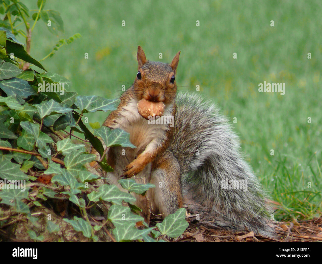 Squirrel with a nut in pts mouth Stock Photo Alamy