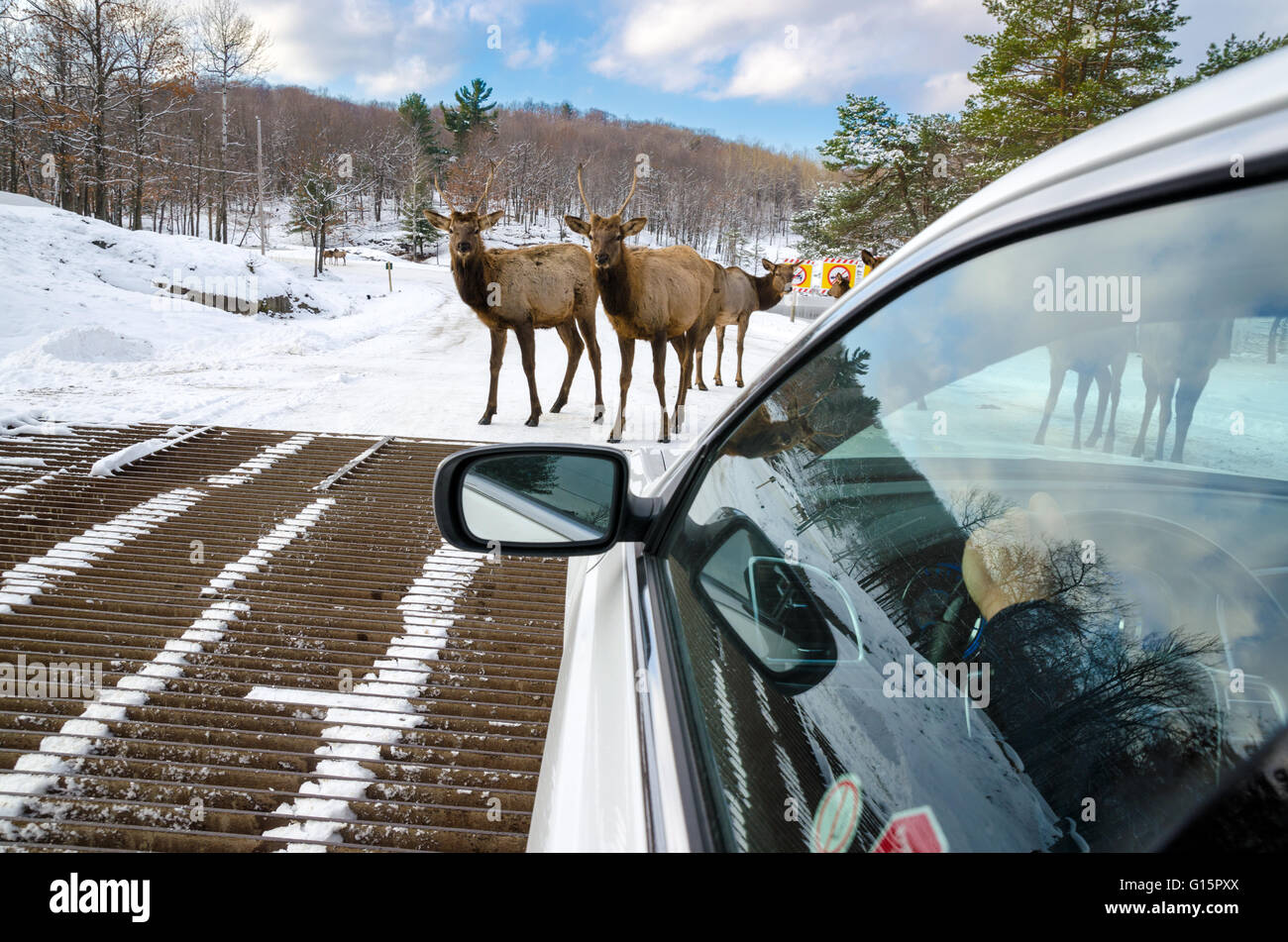 Deers blocking the way at Omega Park in Montebello, Quebec , Canada Stock Photo