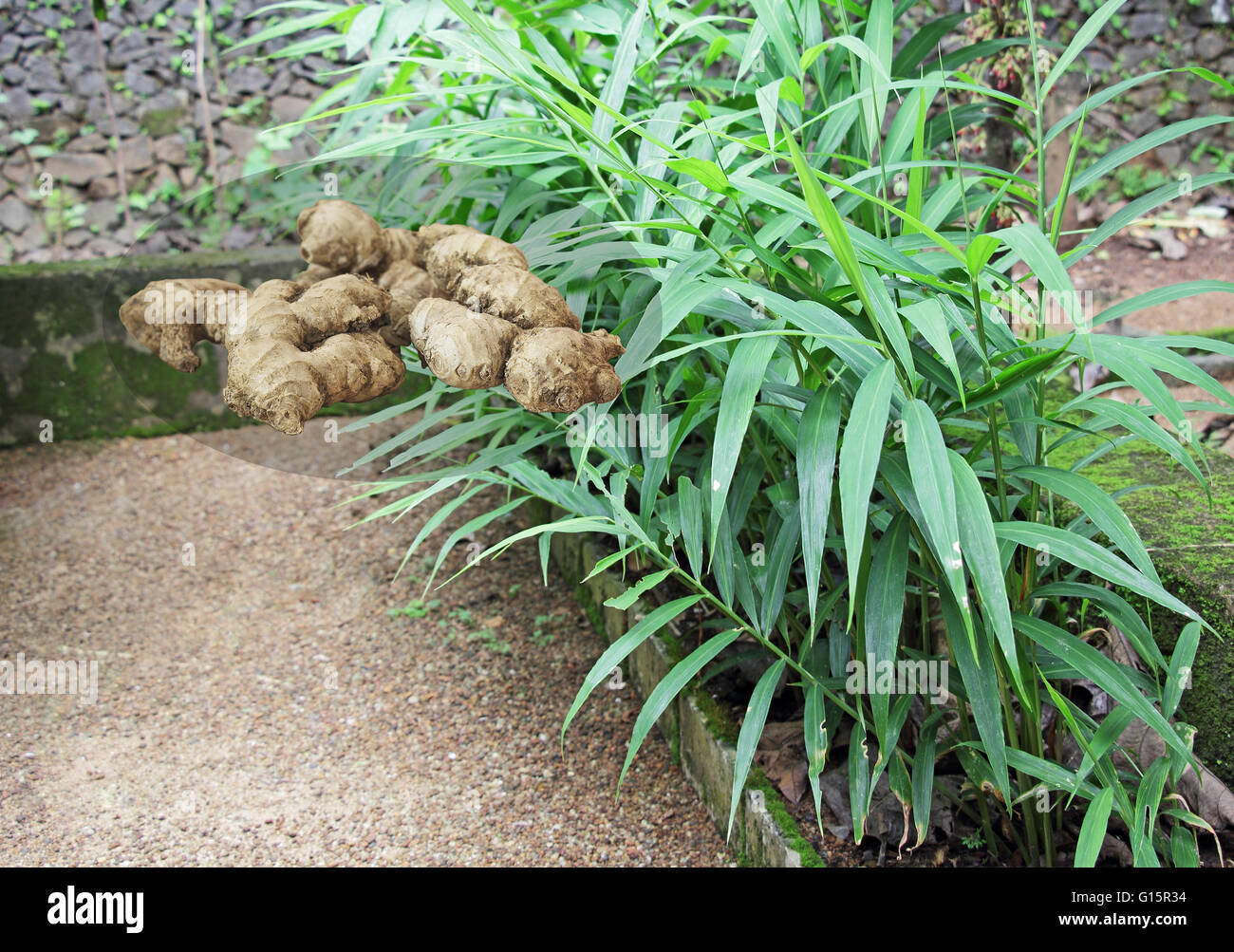 Ginger roots and plants from Kerala, India. Ginger is used as spice, in