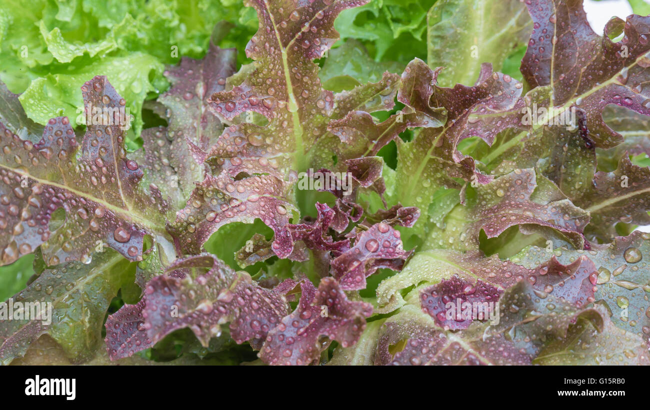close up green oak lettuce and red oak lettuce. hydroponics vegetable