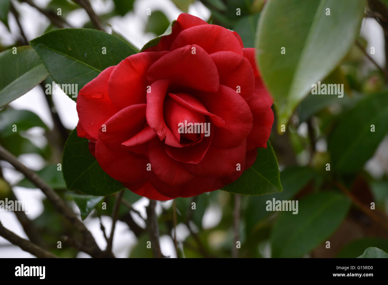 Red camellia bush Stock Photo