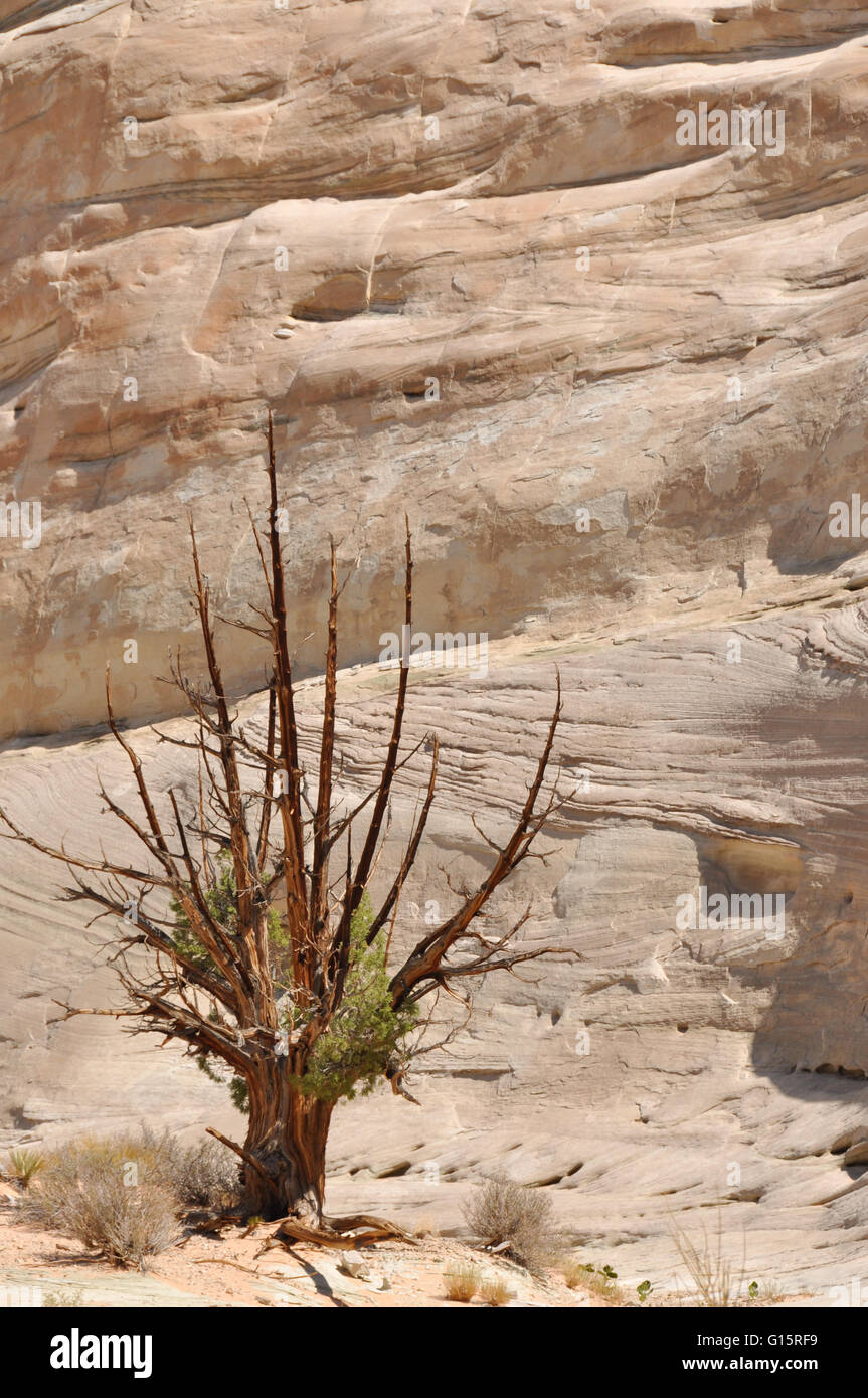 tree in barren landscape Stock Photo