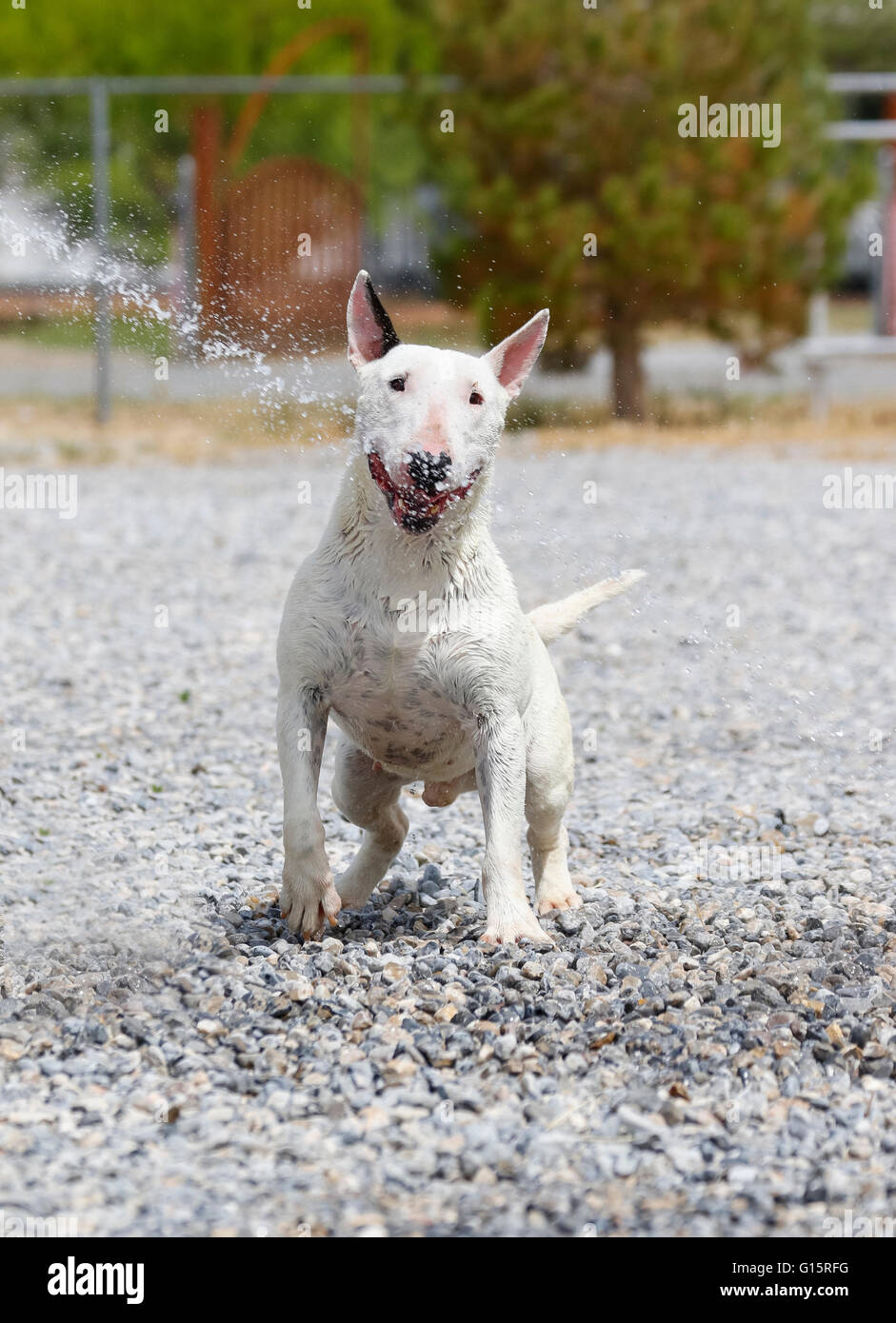 Mini bull terrier playing in the water Stock Photo
