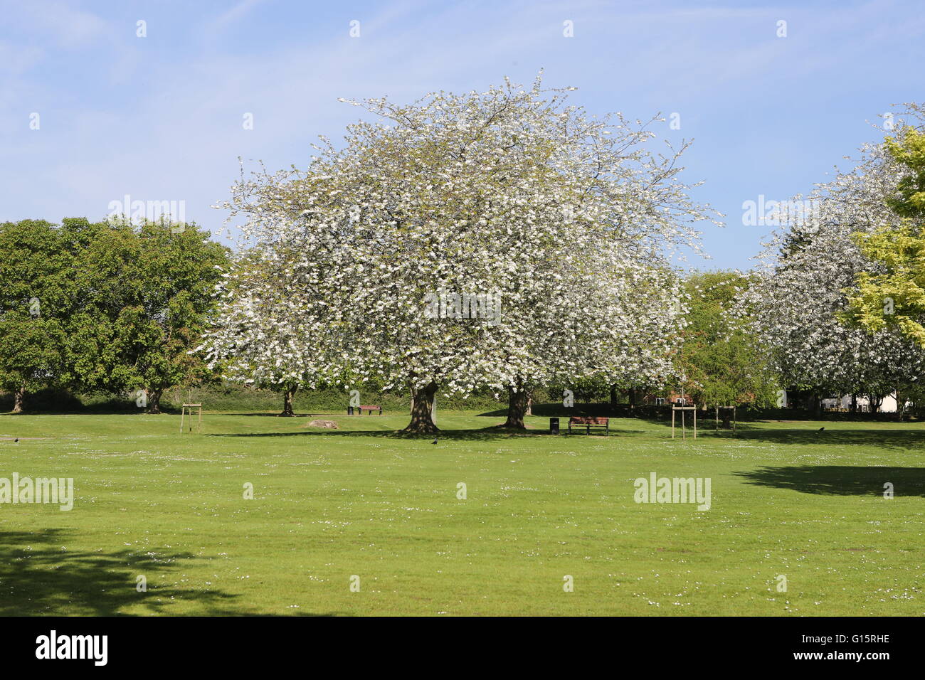 Cherry Tree Blossom in Parkland Bourne Lincs UK Stock Photo