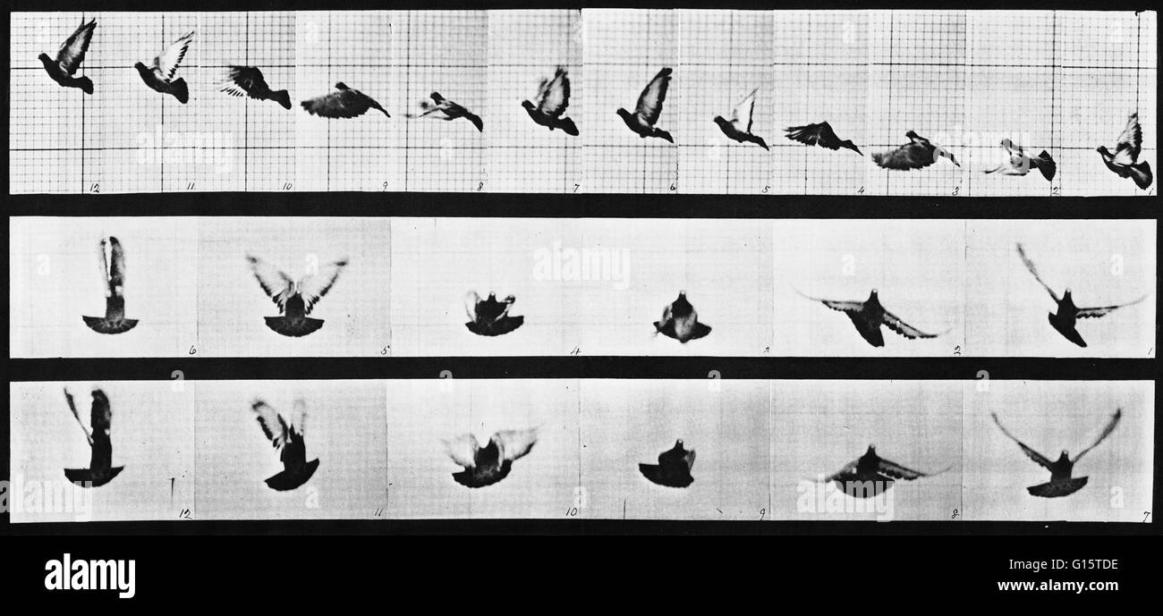 Muybridge Animal Locomotion, Pigeon In Flight, 1881. Electro-photograph investigation showing a series of consecutive images of a pigeon in flight. Eadweard James Muybridge (April 9, 1830 - May 8, 1904) was an English photographer important for his pionee Stock Photo