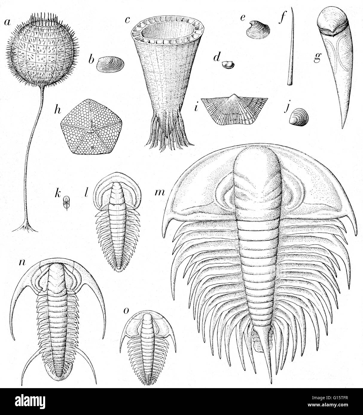 Entitled: Fossil record of early Cambrian times. Some are drawn nearly life-size. Among them are arthropods (D and K - O), mollusks (B, E and perhaps, F and G), brachiopods (I, J), echinoderms (H), sponges (A), and other organisms such as (C) that probabl Stock Photo