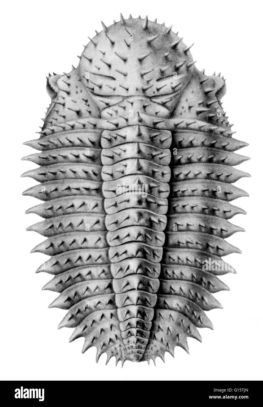 A trilobite is an extinct, small arthropod of the subphylum Trilobita that lived during the Paleozoic Era and are extremely common as fossils. Trilobites had a hard outer covering divided into three lengthwise and three widthwise sections (segmented exosk Stock Photo