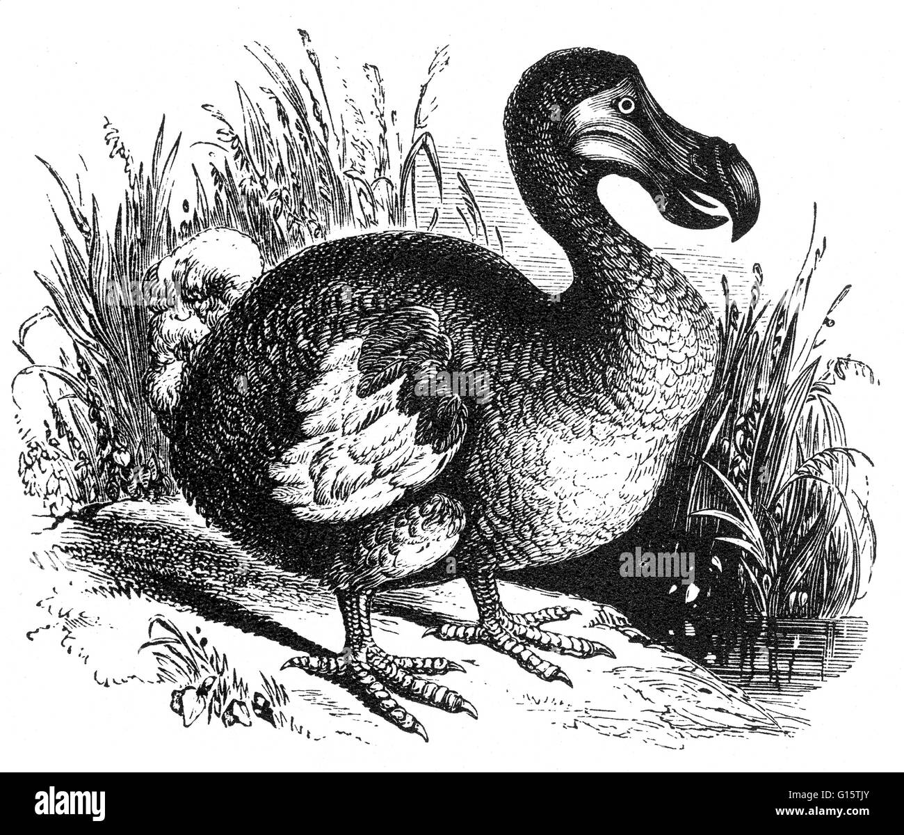 The Dodo is an extinct flightless bird. Its external appearance is evidenced only by paintings and written accounts from the 17th century. Because these vary considerably, and because only a few sketches are known to have been drawn from live specimens, i Stock Photo