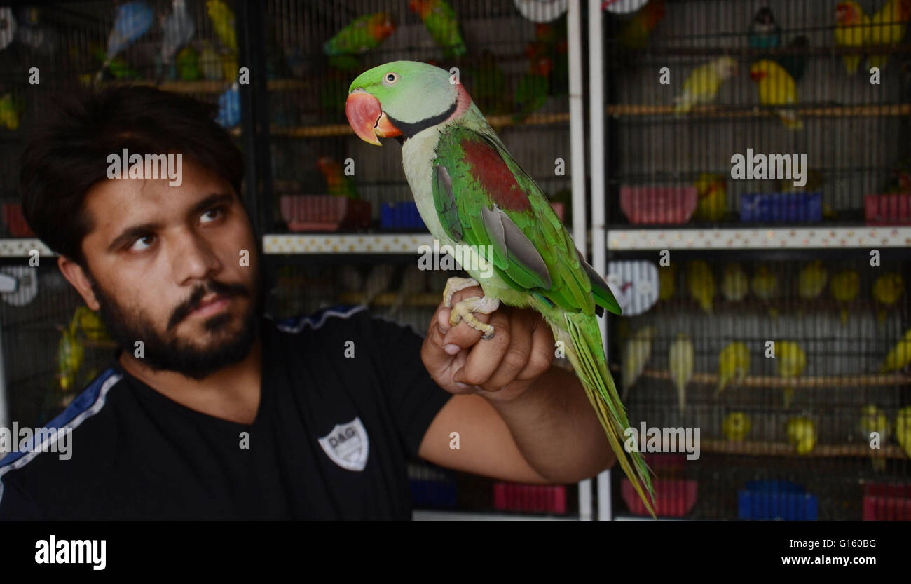 dharampura birds market