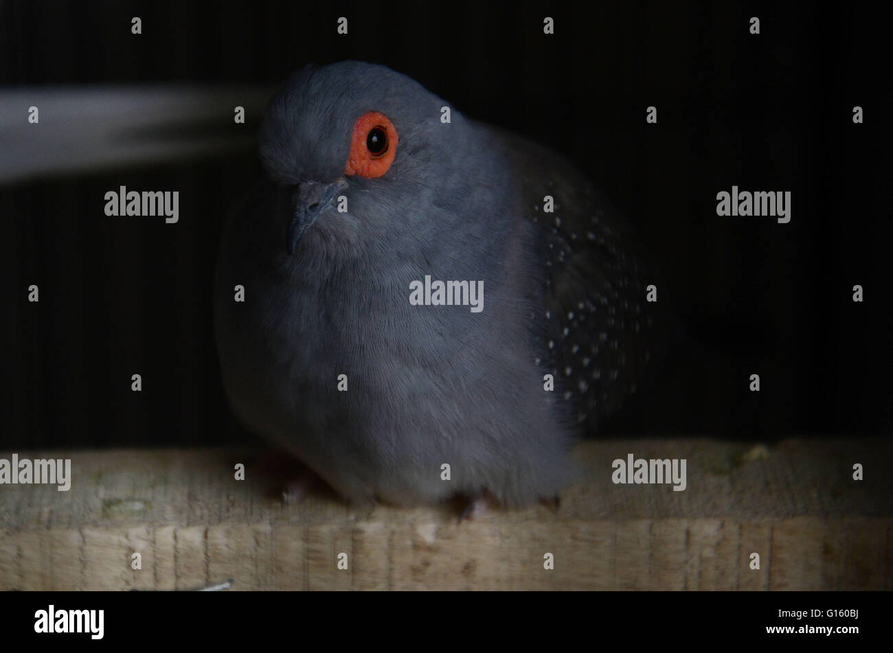 dharampura birds market