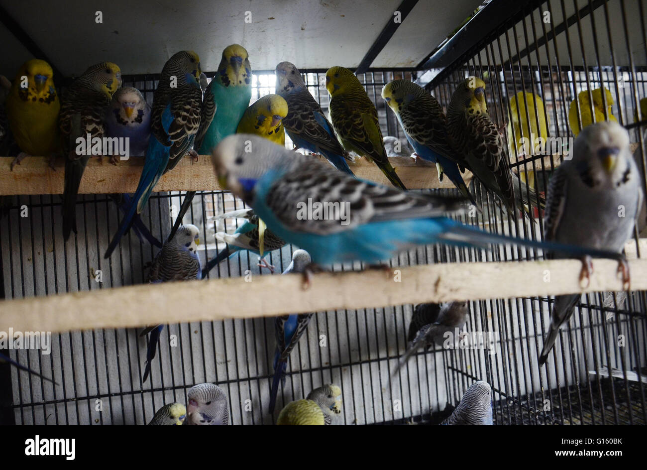 dharampura birds market
