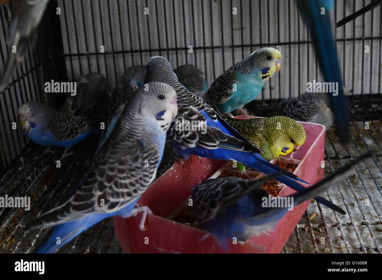 Birds seen for selling at dharampura birds market on the eve of