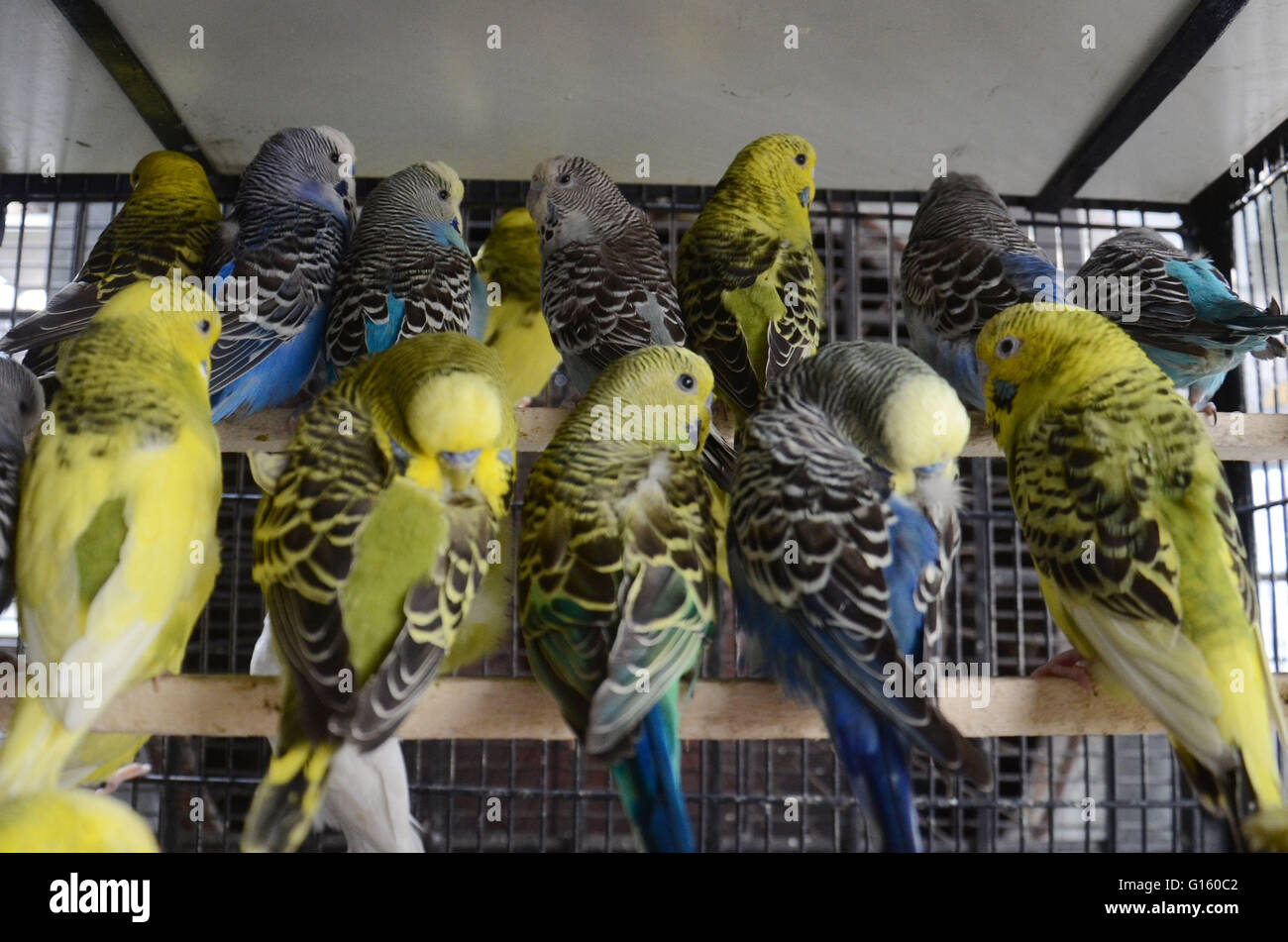 dharampura birds market
