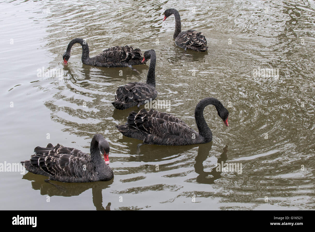 Trenance Lake, Newquay, Cornwall, UK. 10th May, 2016. Five beautiful Black swans make an extremely rare and surprising visit to Trenance Lake in Newquay, Cornwall.  Credit: Gordon Scammell/Alamy Live News Stock Photo
