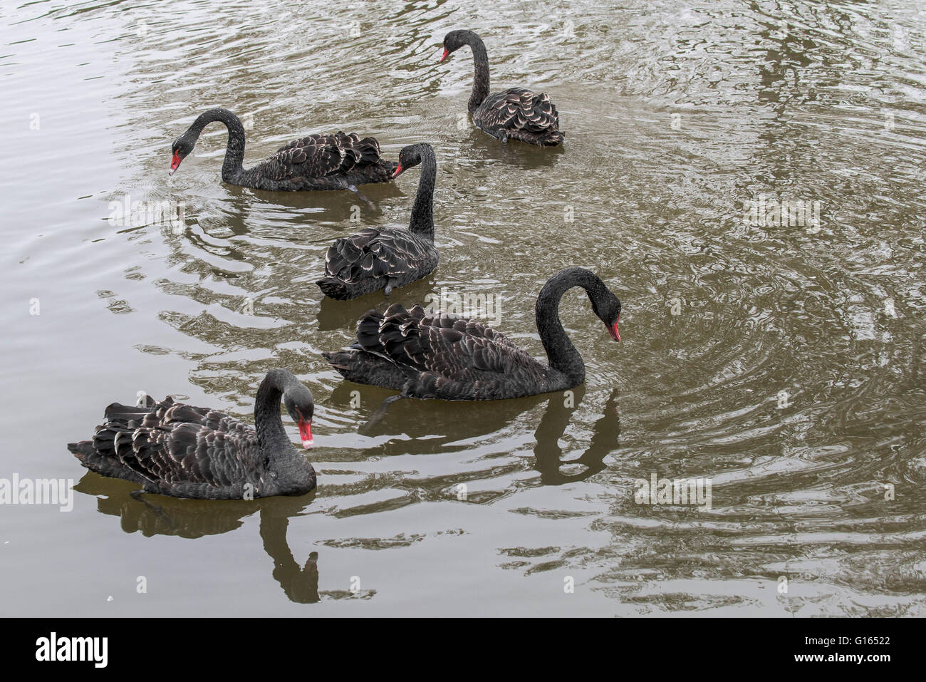 Trenance Lake, Newquay, Cornwall, UK. 10th May, 2016. Five beautiful Black swans make an extremely rare and surprising visit to Trenance Lake in Newquay, Cornwall.  Credit: Gordon Scammell/Alamy Live News Stock Photo