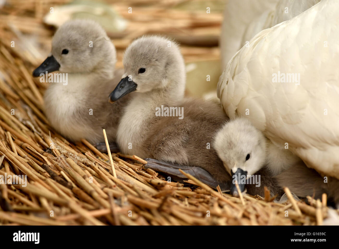 First of the year hatch at Abbotsbury Swannery in Dorset