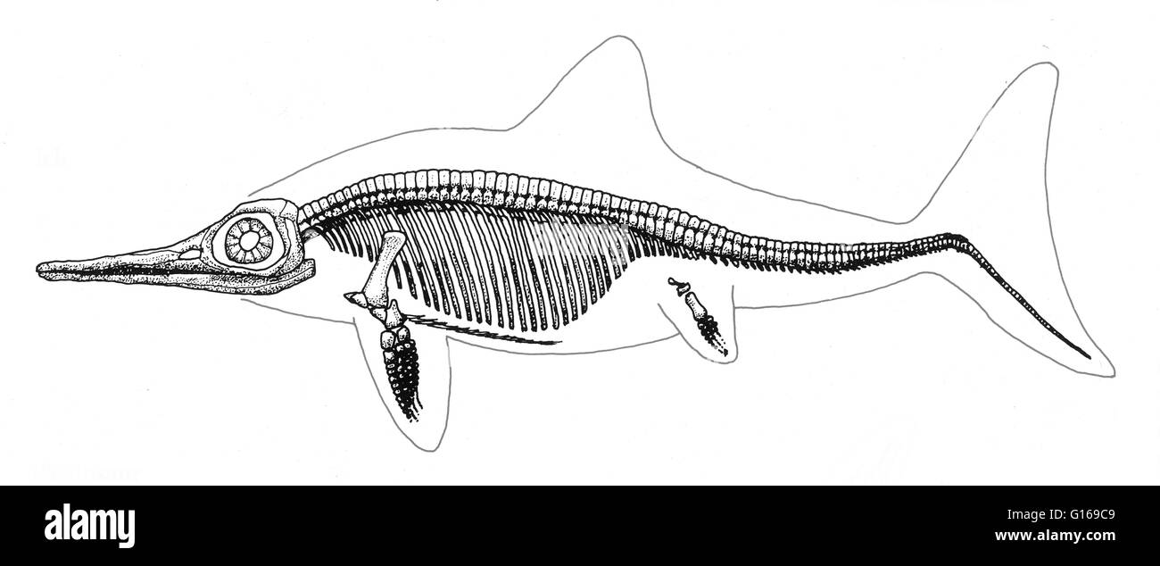 Ichthyosaurs were giant marine reptiles that resembled dolphins in a classic example of convergent evolution. They thrived during much of the Mesozoic era. During the middle Triassic Period, they evolved from as yet unidentified land reptiles that moved b Stock Photo