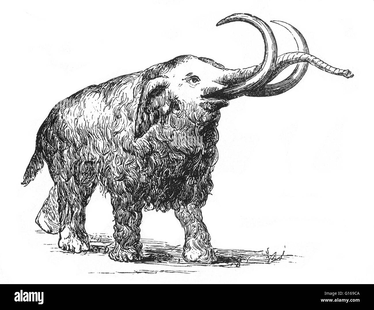 A mammoth is any species of the extinct genus Mammuthus, proboscideans commonly equipped with long, curved tusks and, in northern species, a covering of long hair. They lived from the Pliocene epoch from around 5 million years ago, into the Holocene at ab Stock Photo