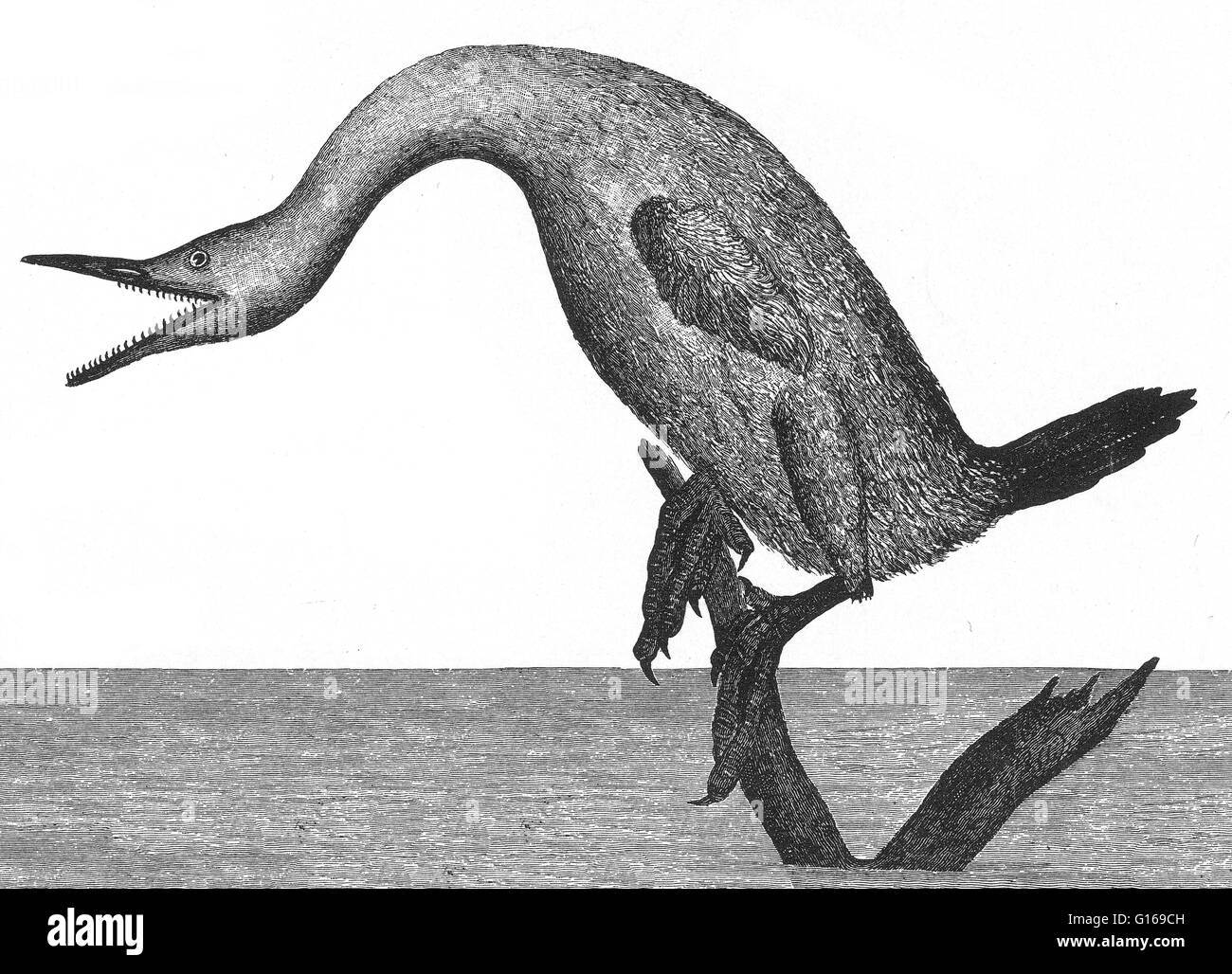 Hesperornis is a genus of flightless aquatic birds that spanned the first half of the Campanian age of the Late Cretaceous period (83-78 million years ago). One of the lesser-known discoveries of the paleontologist O. C. Marsh in the late 19th century Bon Stock Photo