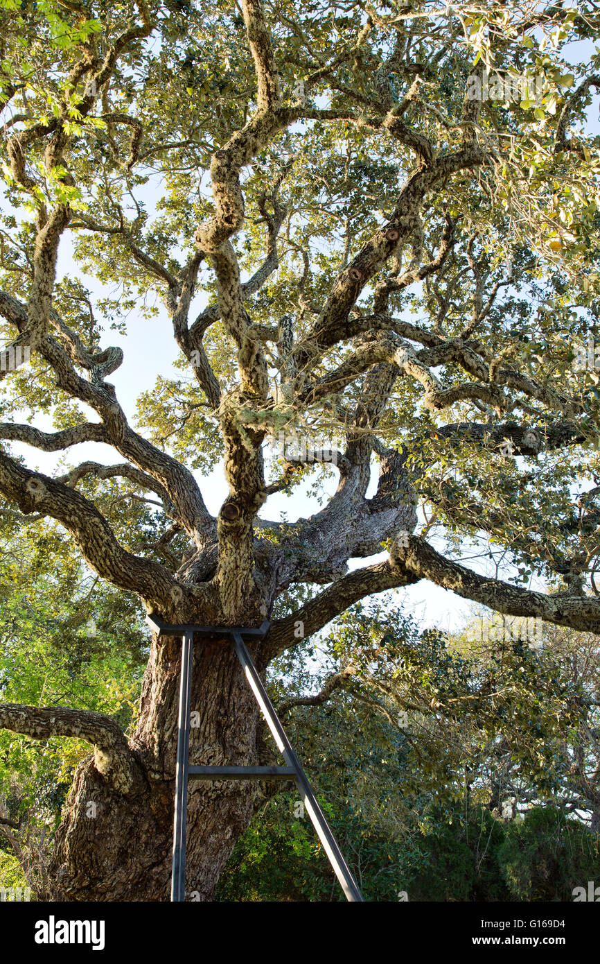 Iron frame supporting Ancient Coastal Live Oak tree. Stock Photo