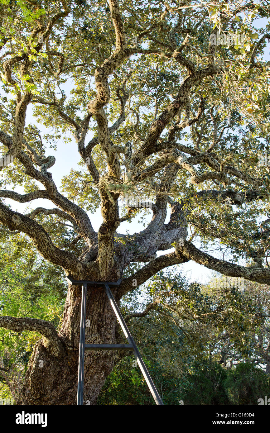 Southern Live Oak Tree Stock Photos & Southern Live Oak Tree Stock