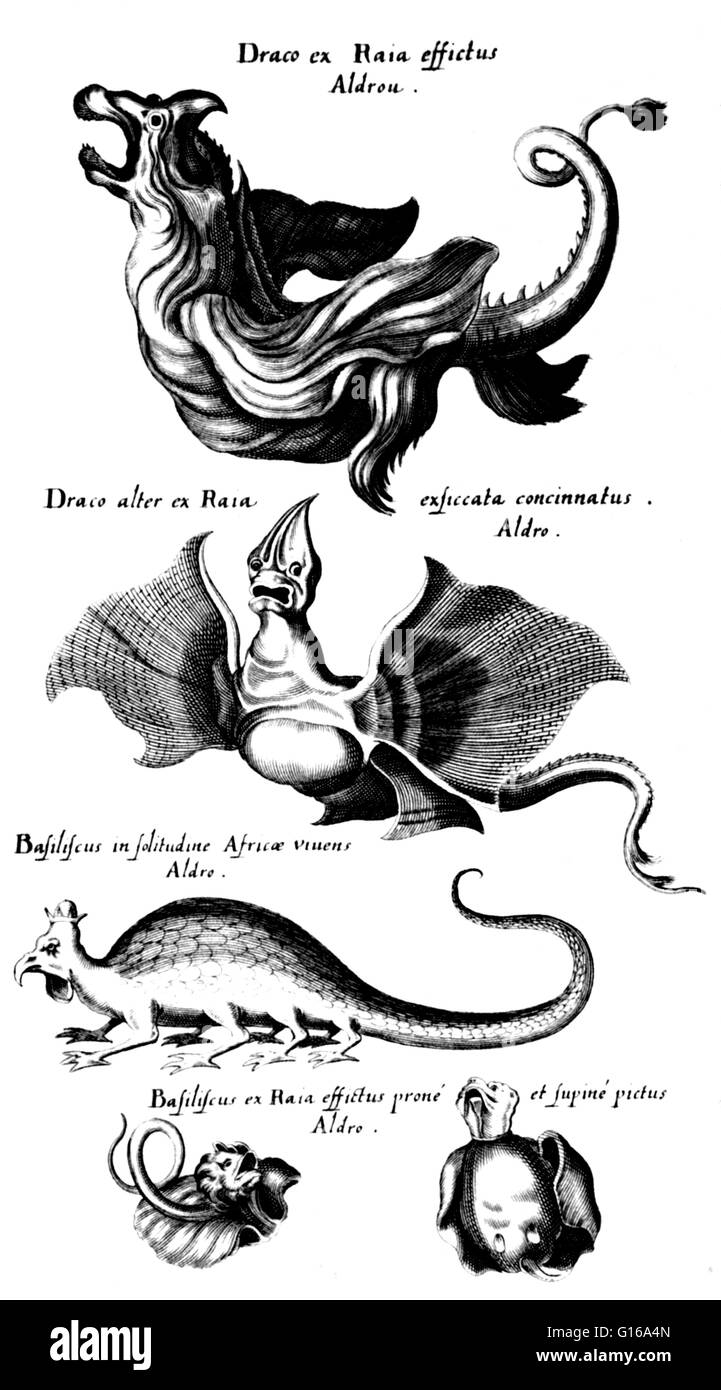 Engraving by Matthaeus Merian appearing in Historia naturals de serpentines by John Jonston, 1657. 1) Draco ex Raia, 2) Draco alter ex Raia, 3) Basiliscus in solitudine, 4) Basiliscus ex Raia. A dragon is a legendary creature, typically with serpentine or Stock Photo