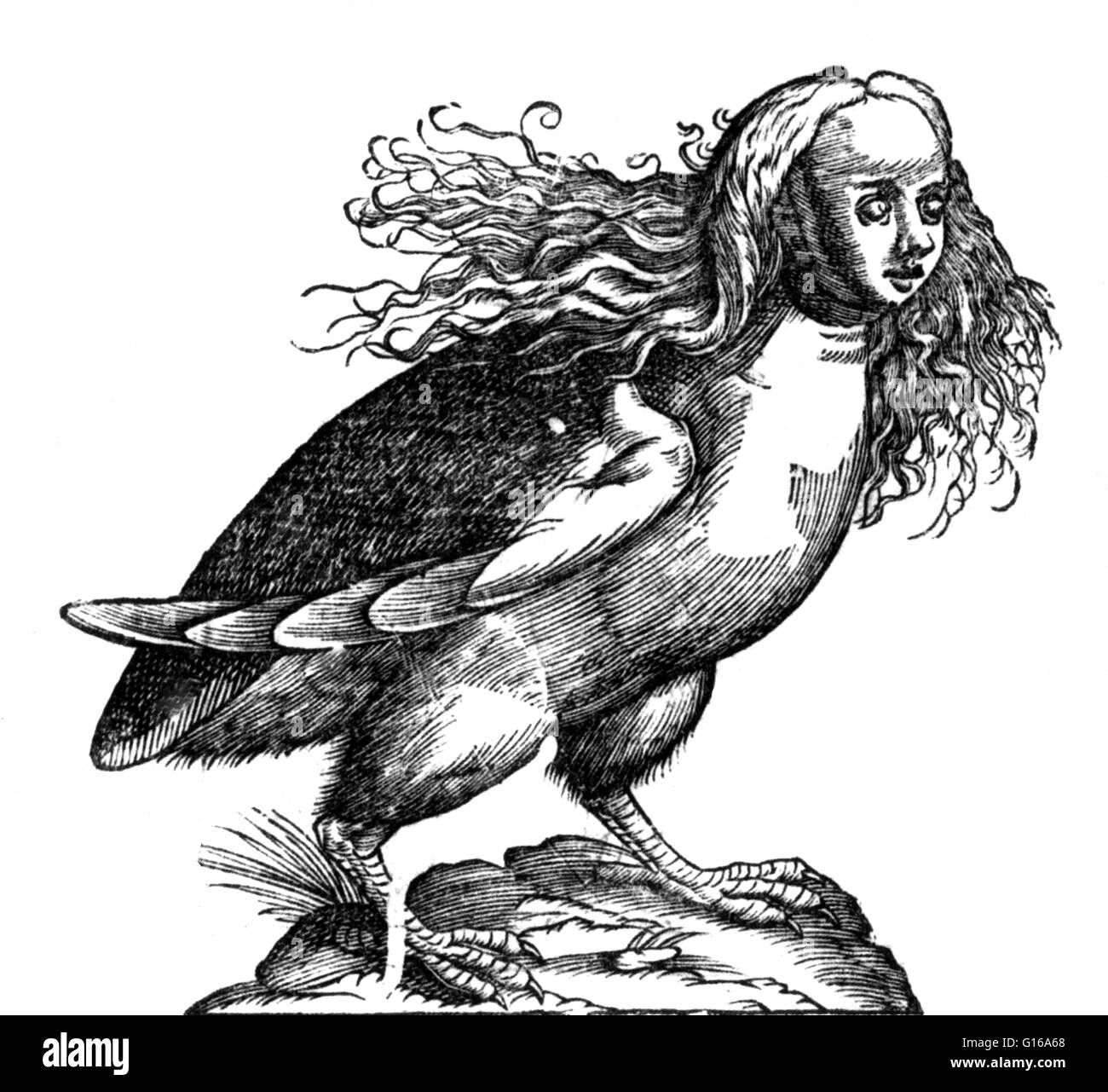 Harpy - a bird with a mythological name Harpy - a bird with a mythological name