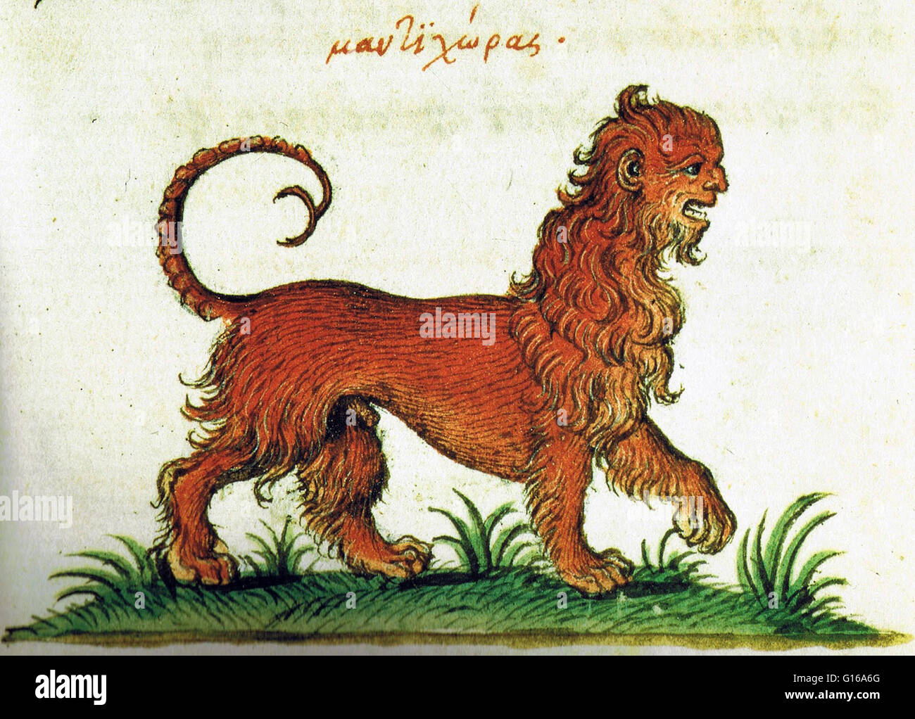 Manticore from a Greek manuscript of Liber de proprietatibus animalium, 16th century. The manticore is a Persian legendary creature similar to the Egyptian sphinx. It has the body of a red lion, a human head with three rows of sharp teeth, and a trumpet-l Stock Photo