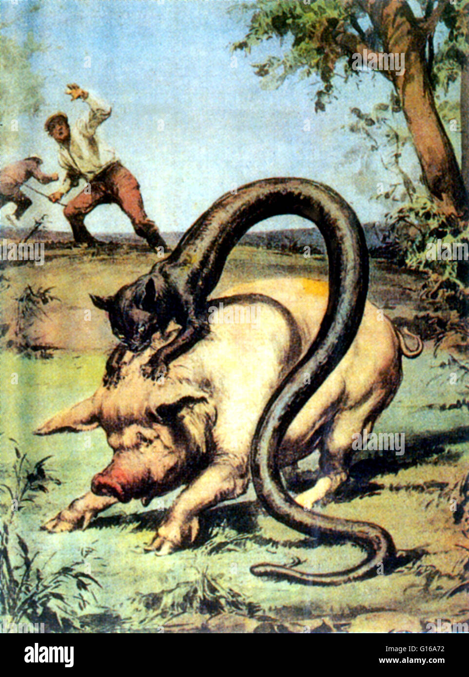 In Alpine folklore, the Tatzelwurm is a stubby, lizard-like creature. It takes the appearance of a cat with the hind-end of a serpent with no hind legs. It is rumored to live in several areas of Europe, including the Austrian, Bavarian, Italian and Swiss Stock Photo