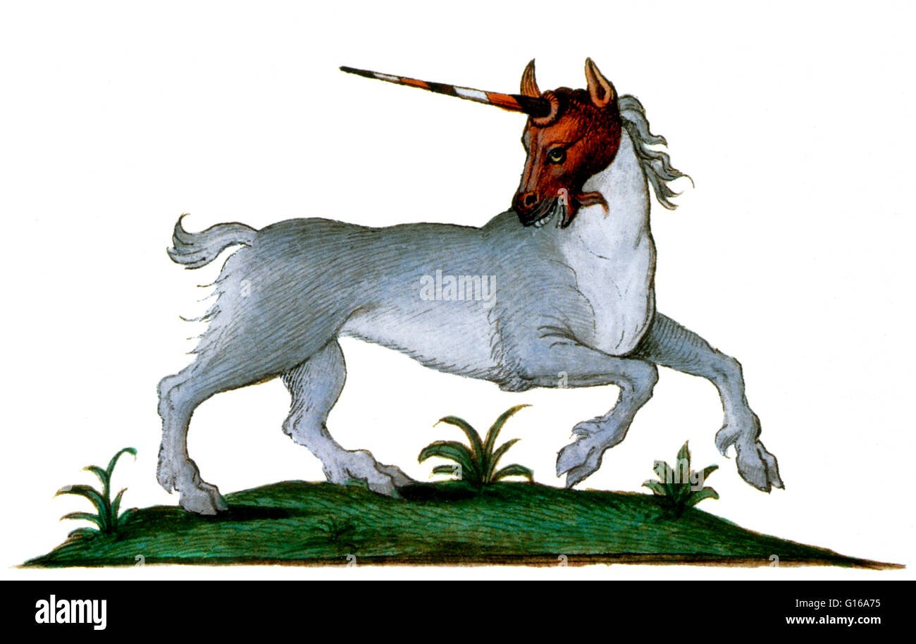 Watercolor from a French manuscript, Liber de proprietatibus animalism, 1566. Unicorns, first mentioned by the ancient Greeks, became the most important imaginary animal of the Middle Ages and Renaissance when it was commonly described as an extremely wil Stock Photo