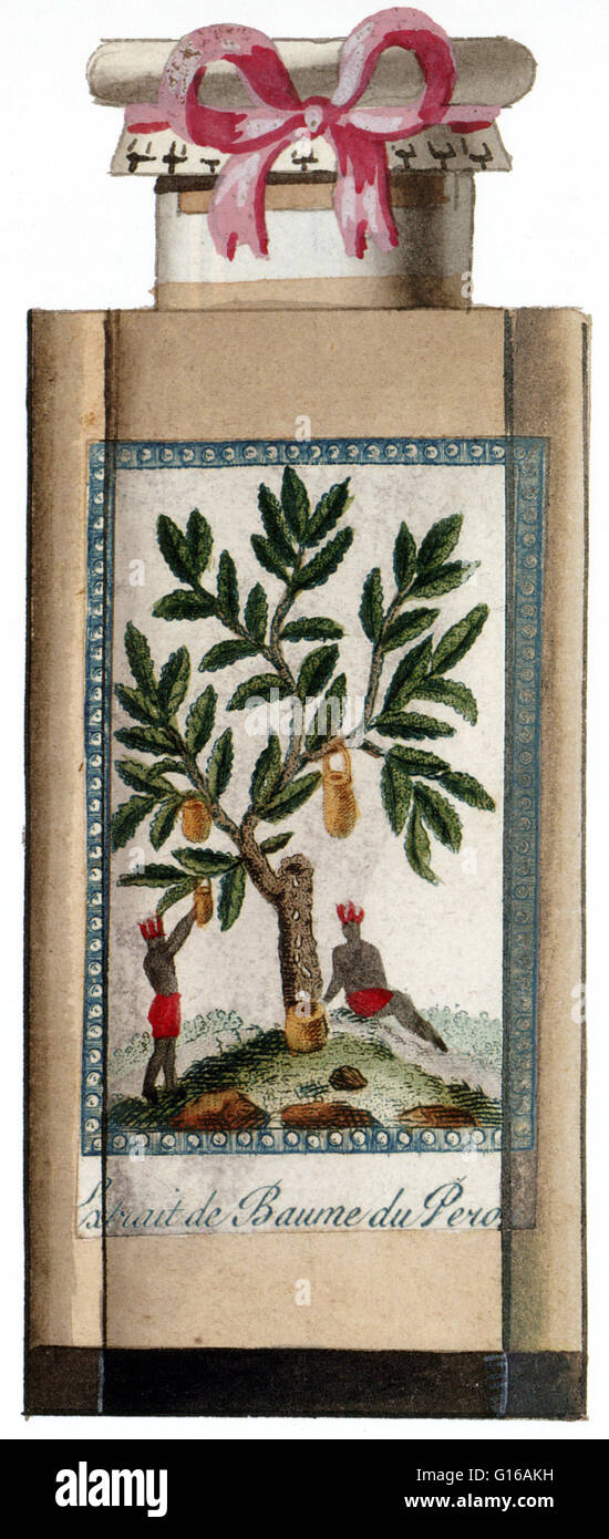 Viscous tear drops of Peru Balsam drip from an incision cut into the trunk of a tree. Engraved, hand-colored perfume label for Farina's Extrait de brume de Perou, circa 1815-1820. Peru Balsam aromatic resin is extracted from the variant Myroxylon balsamum Stock Photo