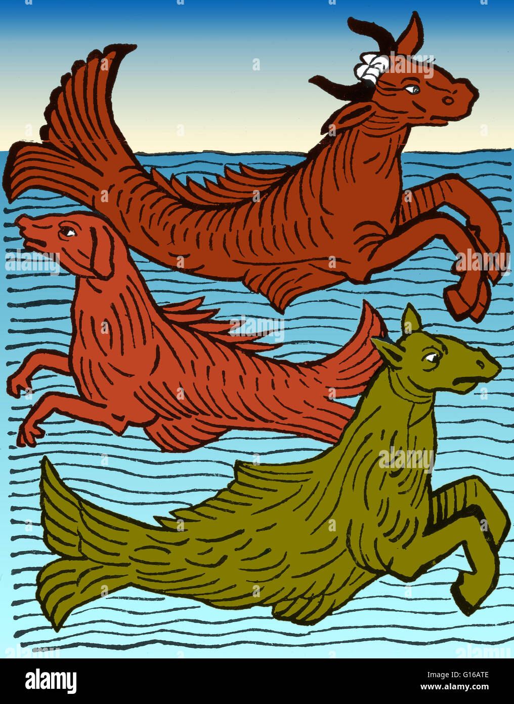 Woodcut of three mythical sea creatures (a sea cow, sea dog, and sea horse) from Hortus Sanitatis printed by Jacob Meyderbach, 1491. Small sharks were given the name sea dogs or dogfish, because they have sharp teeth, and popular imagination made them the Stock Photo