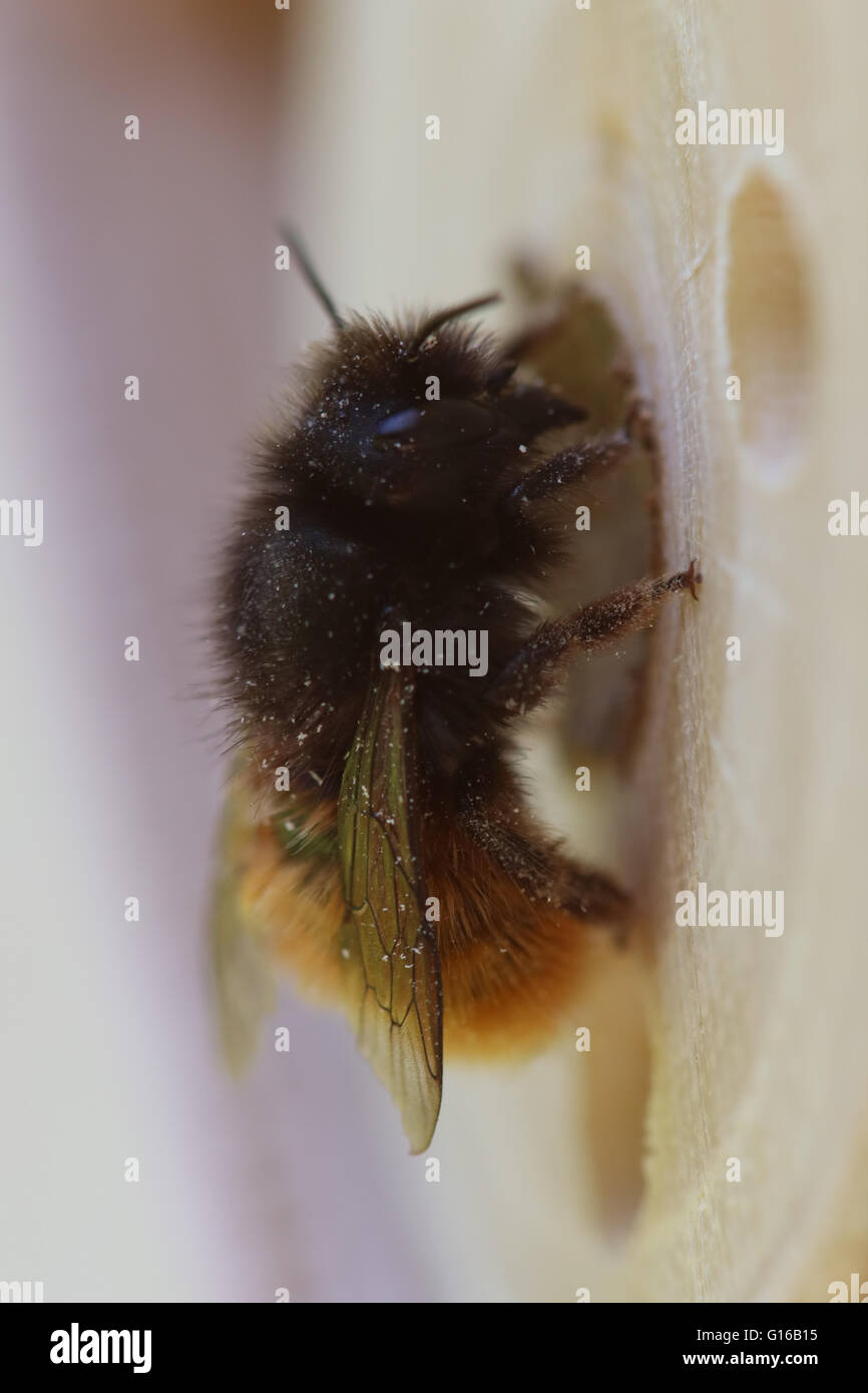 Mason Bee working on nest Stock Photo Alamy