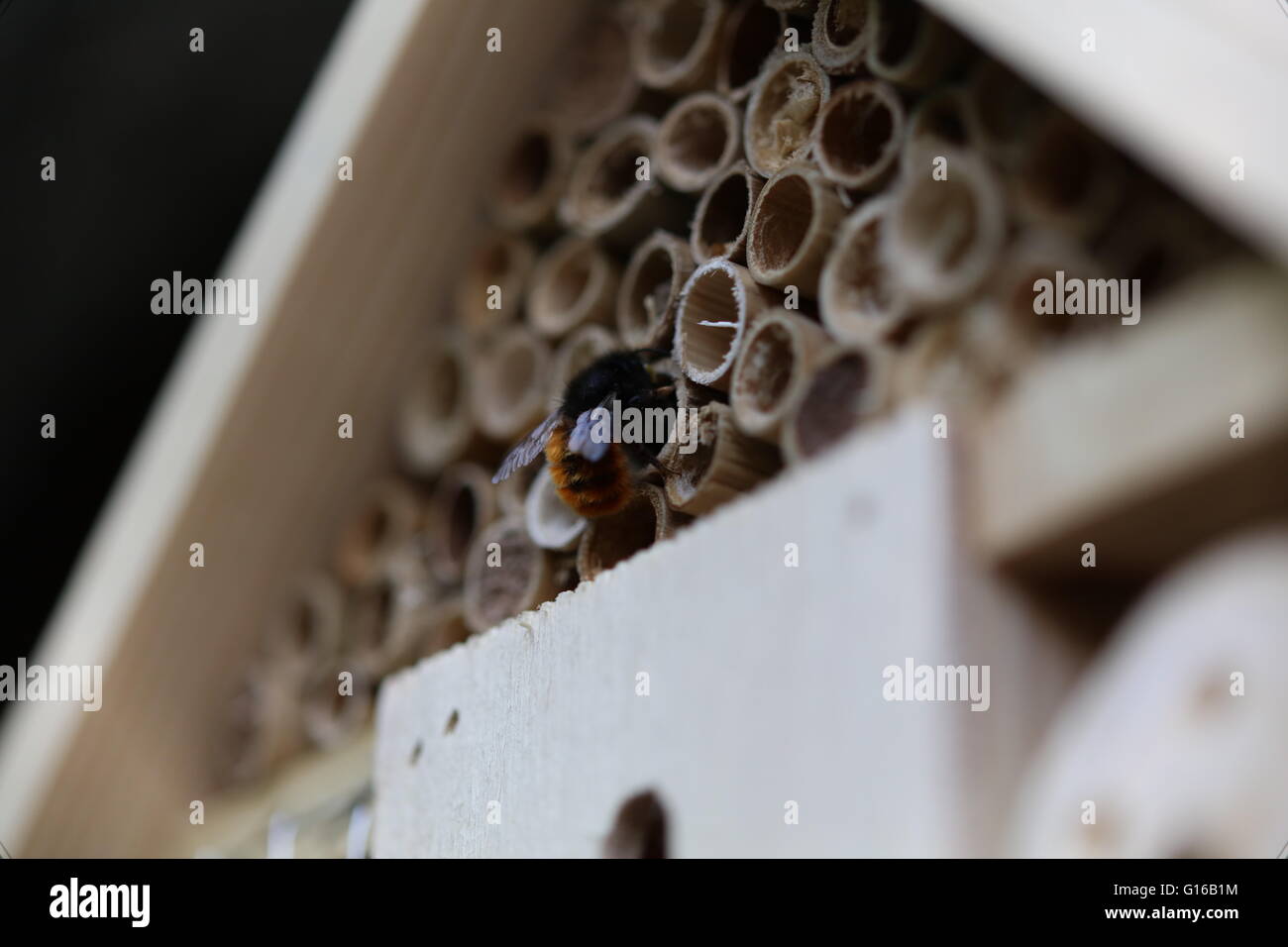 Mason Bee working on nest Stock Photo