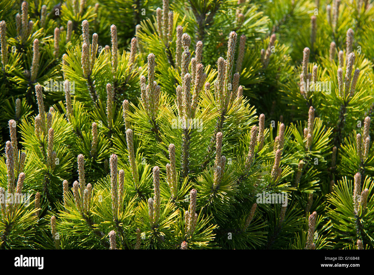 Branches of a dwarf mountain pine (Pinus mugo) Stock Photo