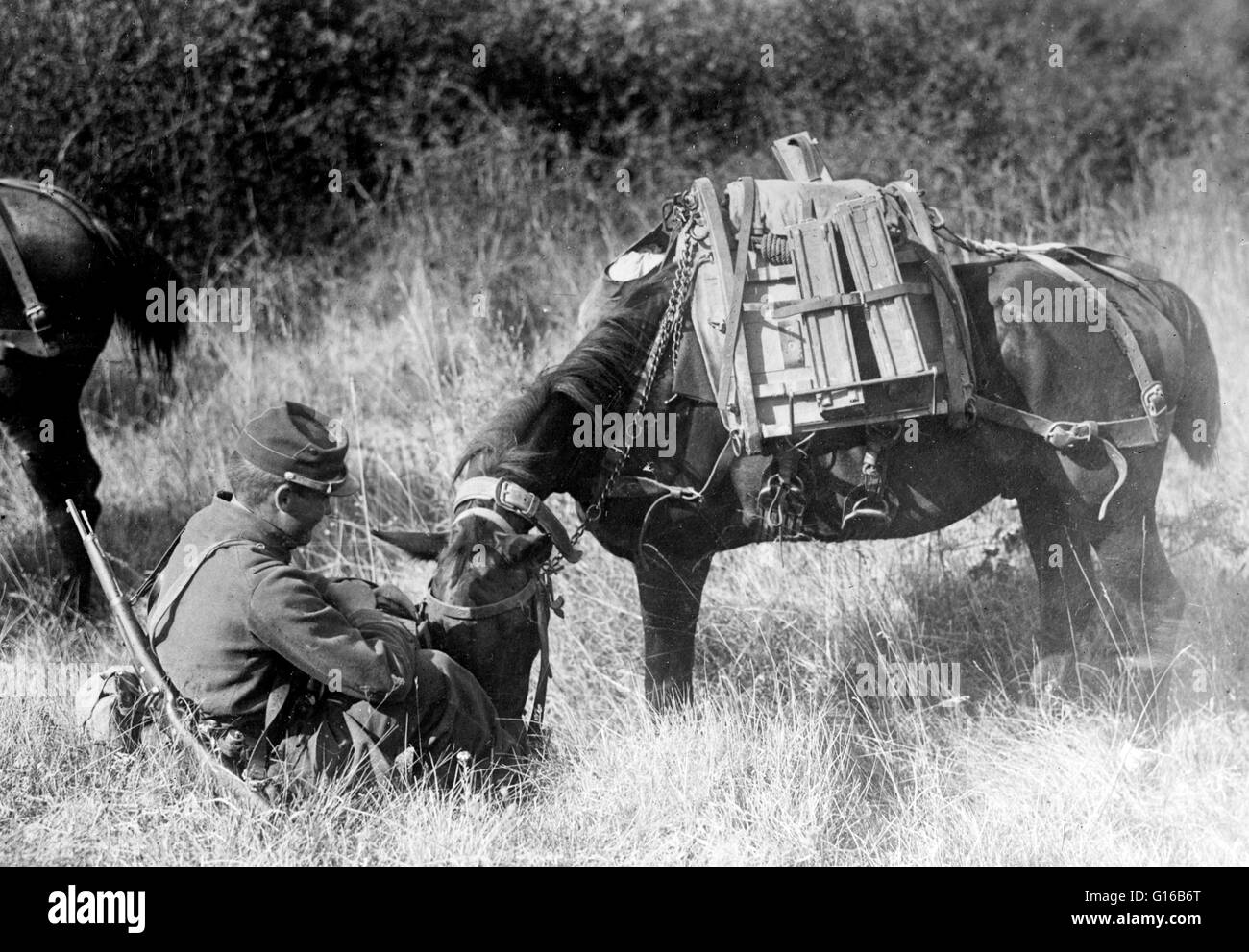 French soldier with a pack horse which is carrying a mitrailleuse, a disassembled machine gun, at the beginning of World War I. The use of horses in World War I marked a transitional period in the evolution of armed conflict. Cavalry units were initially Stock Photo